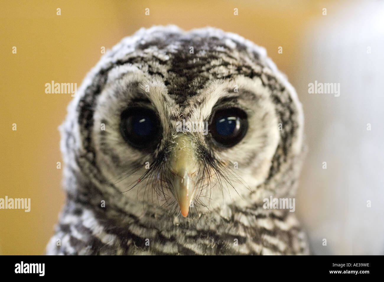 Baby owl. Chaco 1 Foto Stock