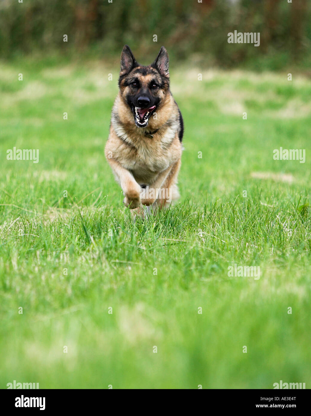 Un cane che corre per la fotocamera Foto Stock