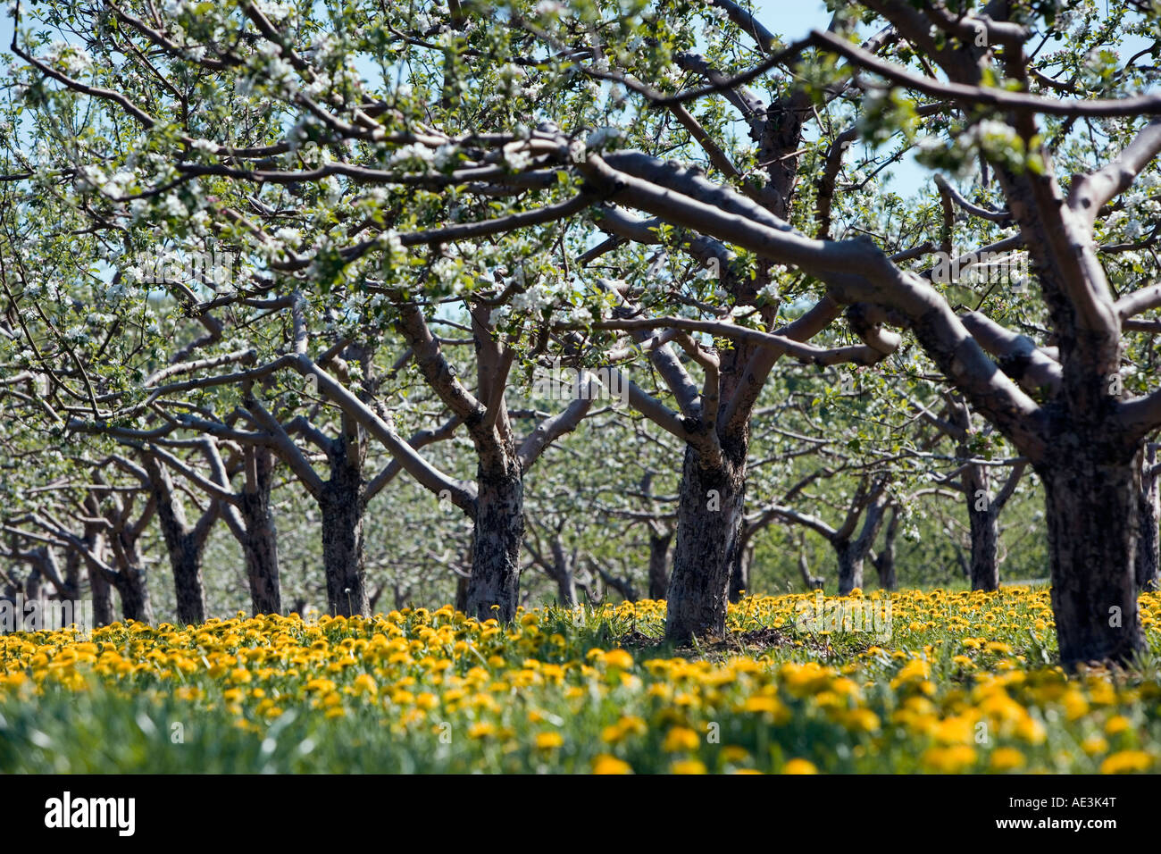 Campo di primavera di tarassaco in apple Orchard Foto Stock