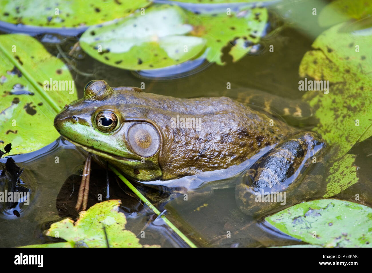 Bullfrog seduta metà immerso tra le ninfee Foto Stock