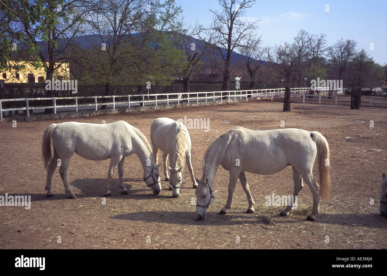 Cavalli lipizzani presso la scuderia a Lipizza in Slovenia sono tutte le fattrici gravide Foto Stock
