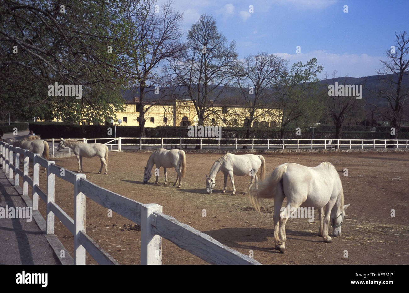 Cavalli lipizzani presso la scuderia a Lipizza in Slovenia sono tutte le fattrici gravide Foto Stock