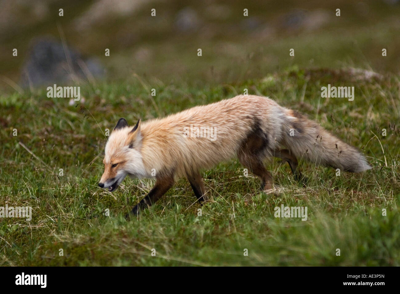Wild red fox guardandosi intorno alla portata di un teleobiettivo Foto Stock