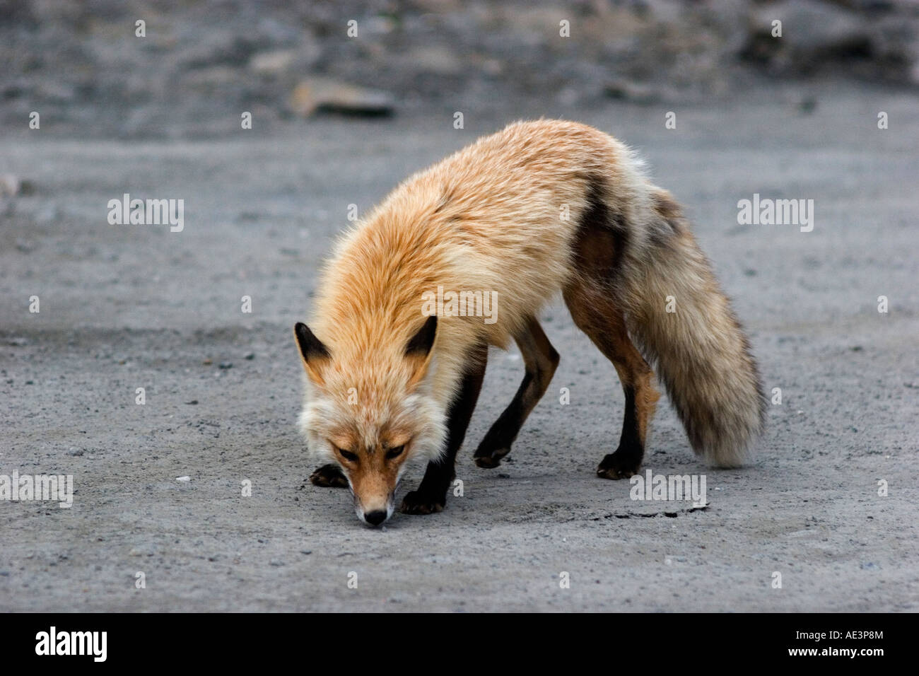 Wild red fox guardandosi intorno alla portata di un teleobiettivo Foto Stock