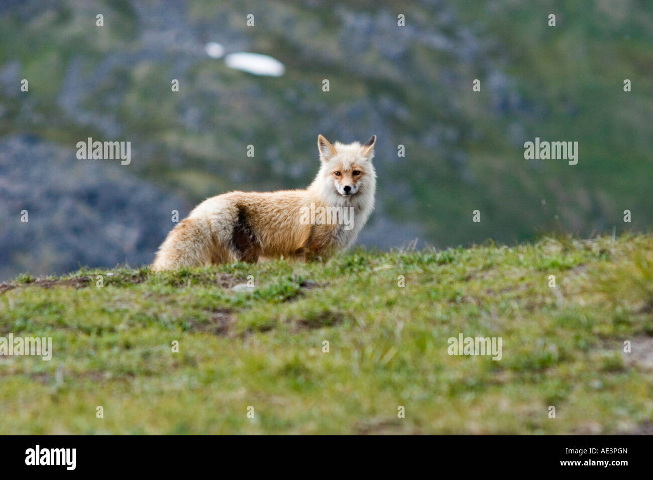 Wild red fox guardandosi intorno alla portata di un teleobiettivo Foto Stock