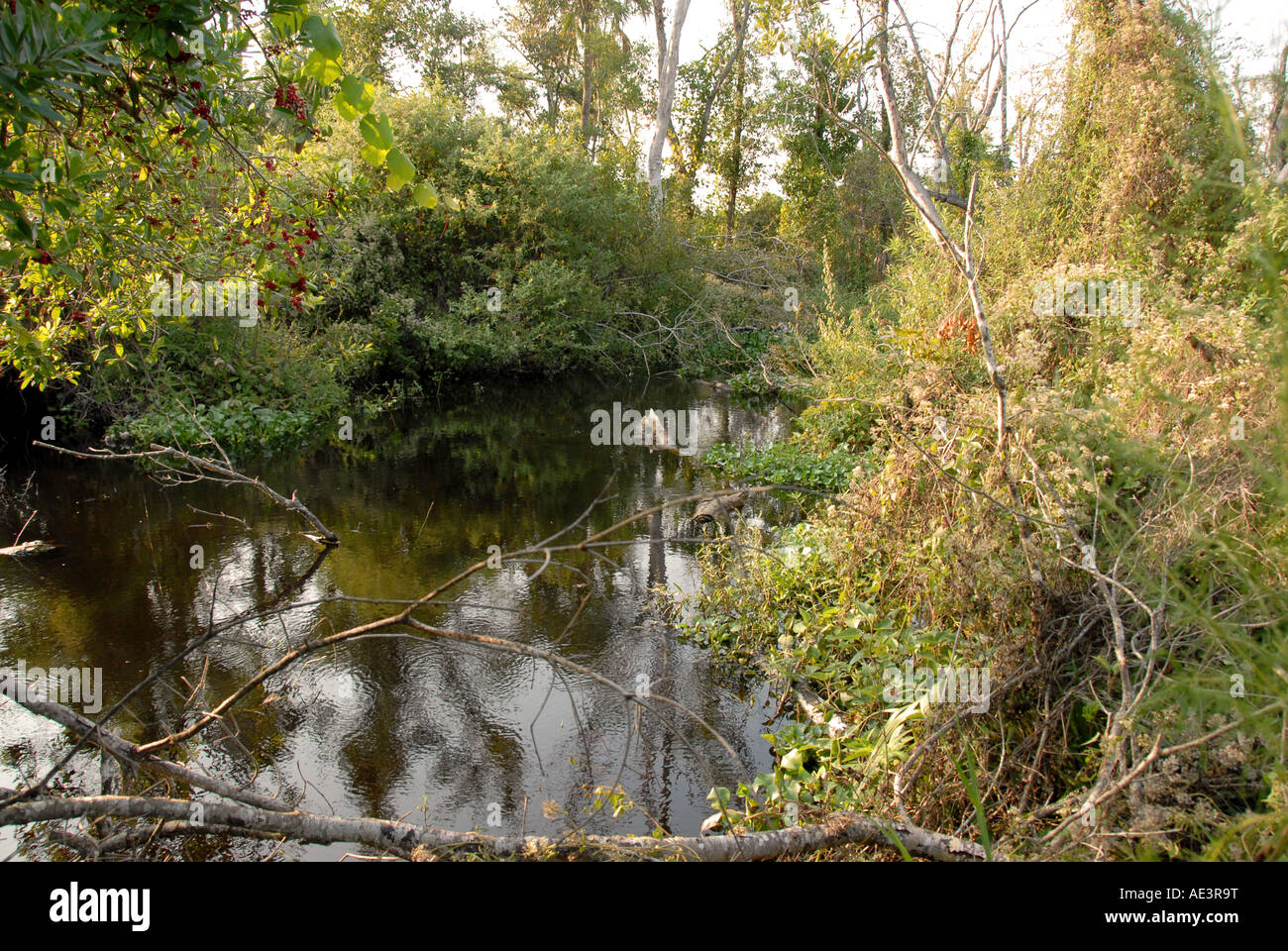 Patrick Creek Tiger Creek preservare il lago del Galles Ridge Florida Foto Stock