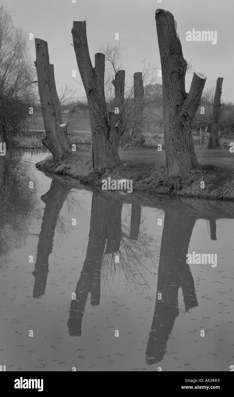 Pollarded alberi sul fossato abbandonati nelle zone rurali Oxfordshire Foto Stock
