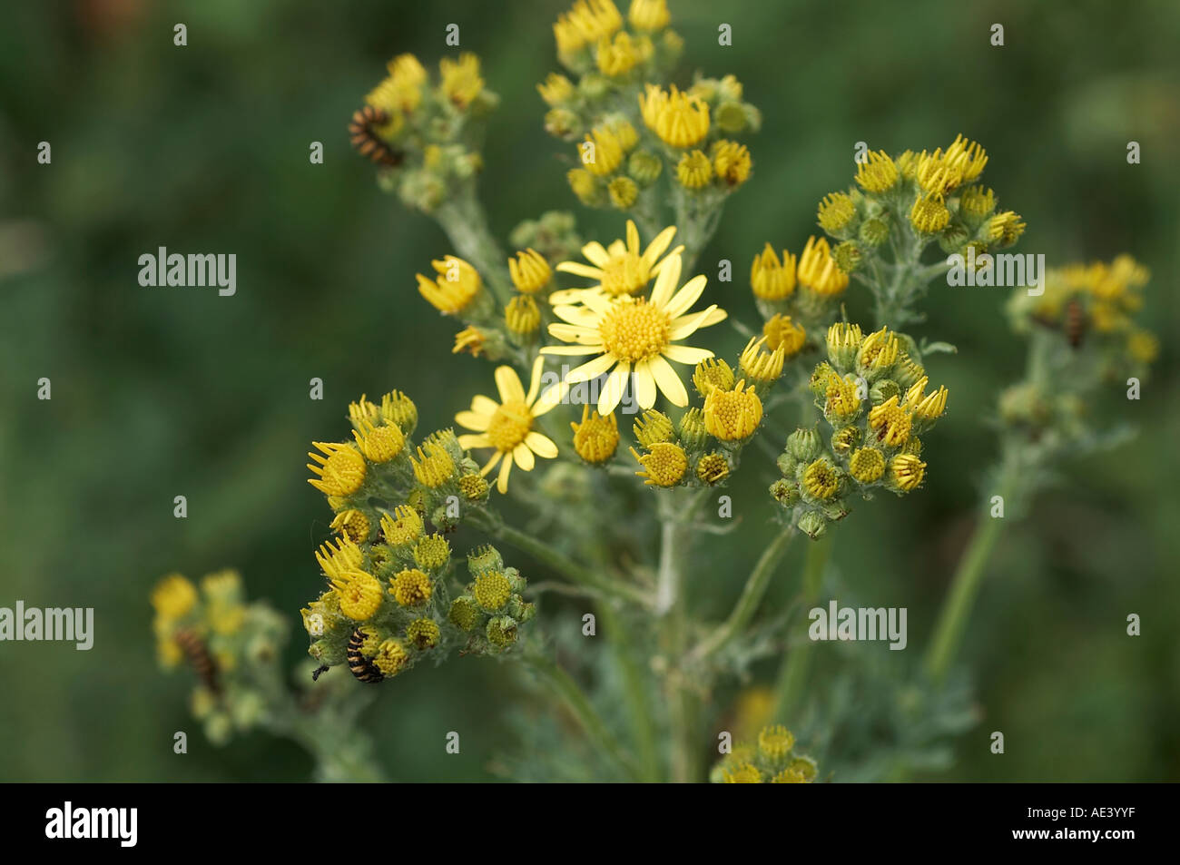 Comune di erba tossica Senecio jacobaea Foto Stock