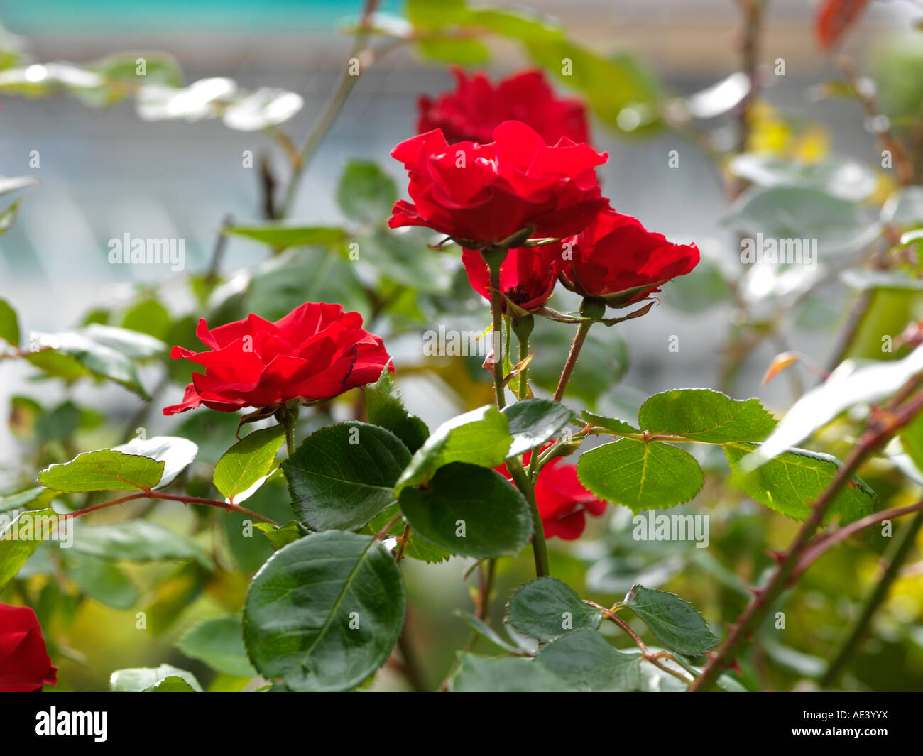 Rose rosse crescono su Rosaio Foto Stock