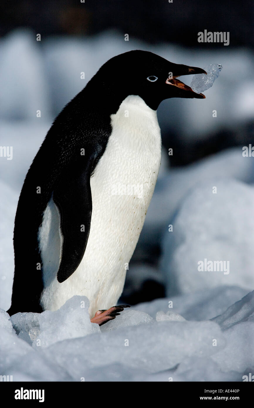 Adelie Pinguini (Pygoscelis adeliae), Browns Bluff, Mare di Weddell, Penisola Antartica, Antartide, regioni polari Foto Stock
