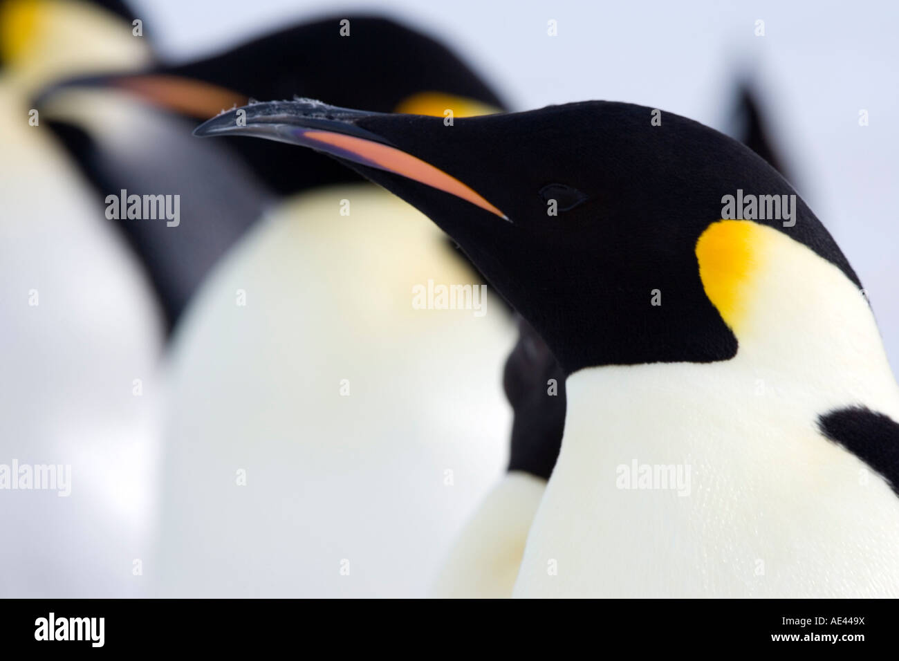 Pinguini imperatore (Aptenodytes forsteri), Snow Hill Island, Mare di Weddell, Antartide, regioni polari Foto Stock