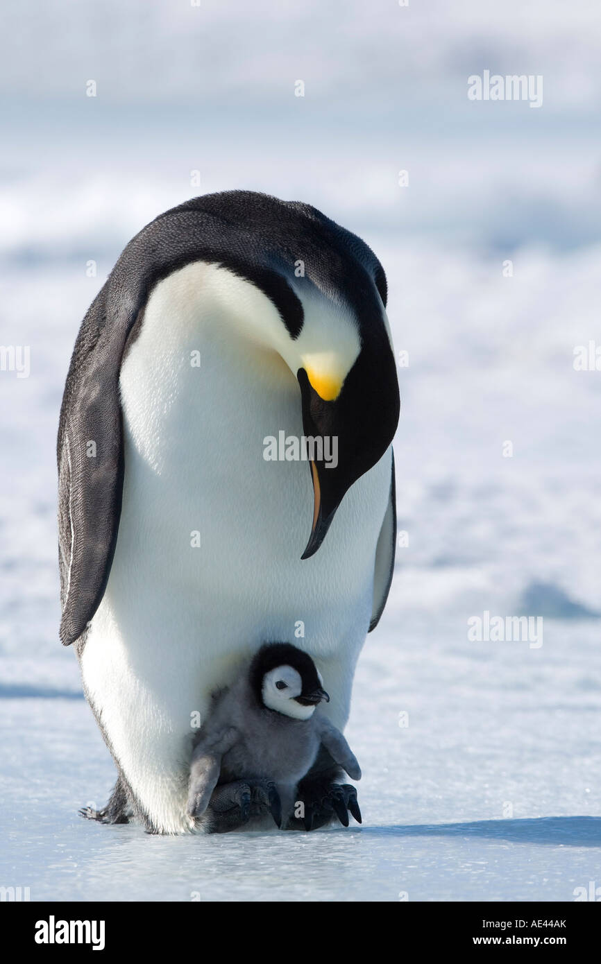 Pinguino imperatore (Aptenodytes forsteri) e pulcino, Snow Hill Island, Mare di Weddell, Antartide, regioni polari Foto Stock