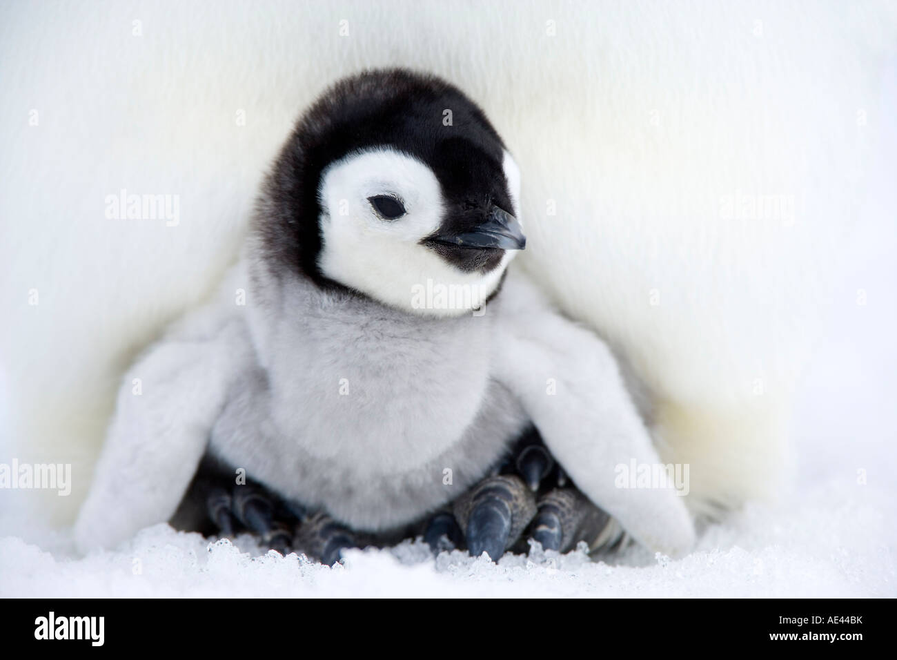 Pinguino imperatore pulcino (Aptenodytes forsteri), Snow Hill Island, Mare di Weddell, Antartide, regioni polari Foto Stock