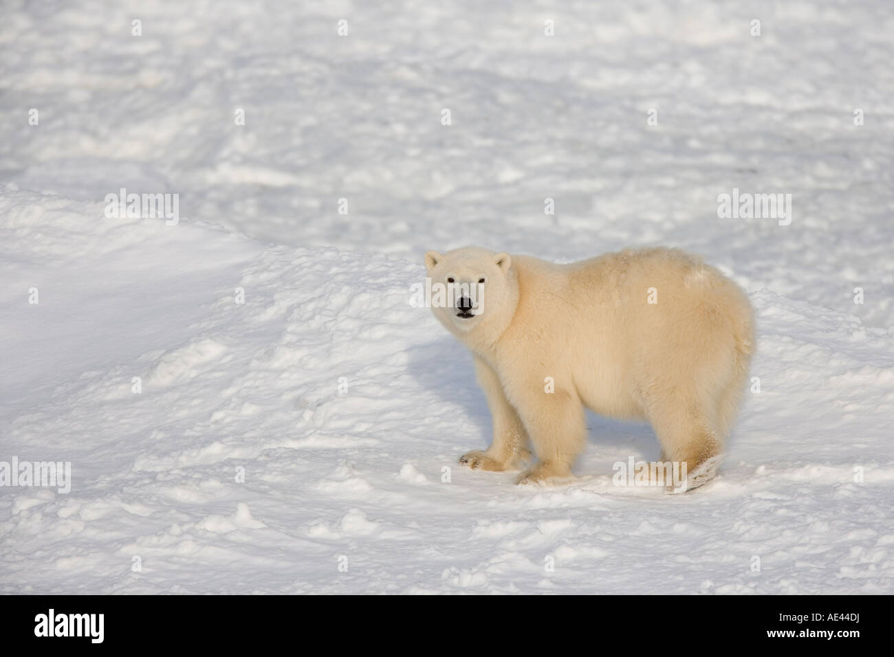 Orso polare (Ursus maritimus), Churchill, la Baia di Hudson, Manitoba, Canada Foto Stock