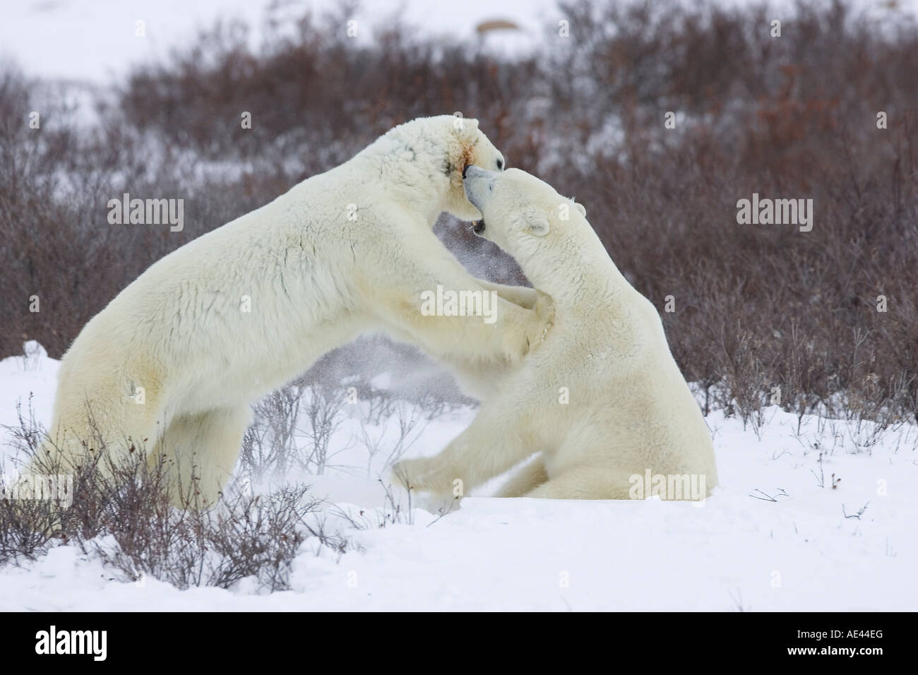Orso polare (Ursus maritimus), Churchill, la Baia di Hudson, Manitoba, Canada Foto Stock