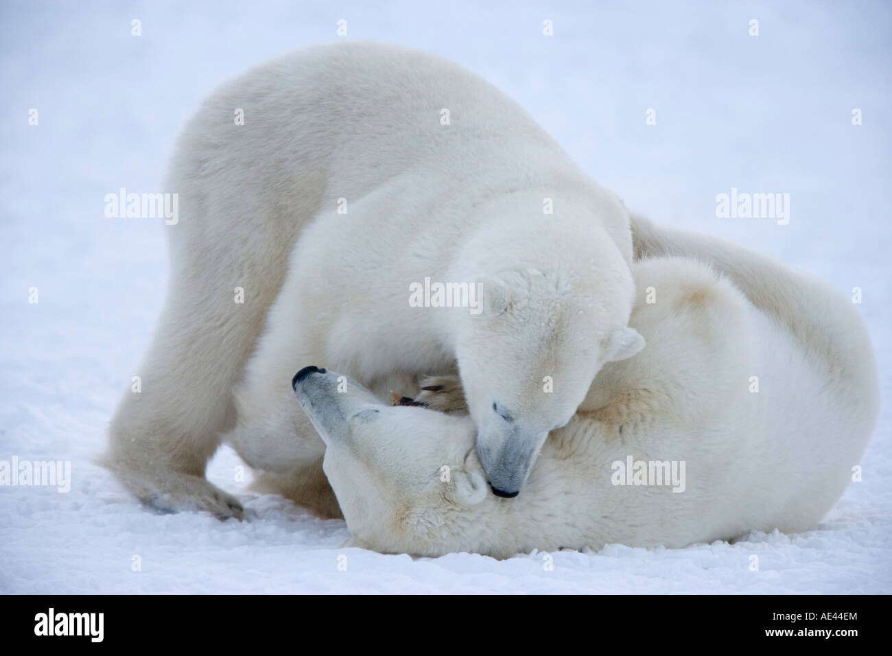 Gli orsi polari (Ursus maritimus), Churchill, la Baia di Hudson, Manitoba, Canada Foto Stock