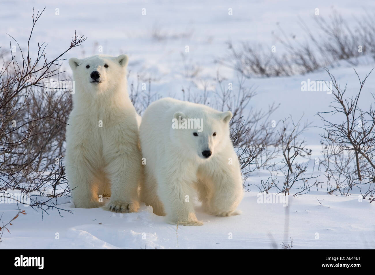 Polar Bear cubs (Ursus maritimus), Churchill, la Baia di Hudson, Manitoba, Canada Foto Stock