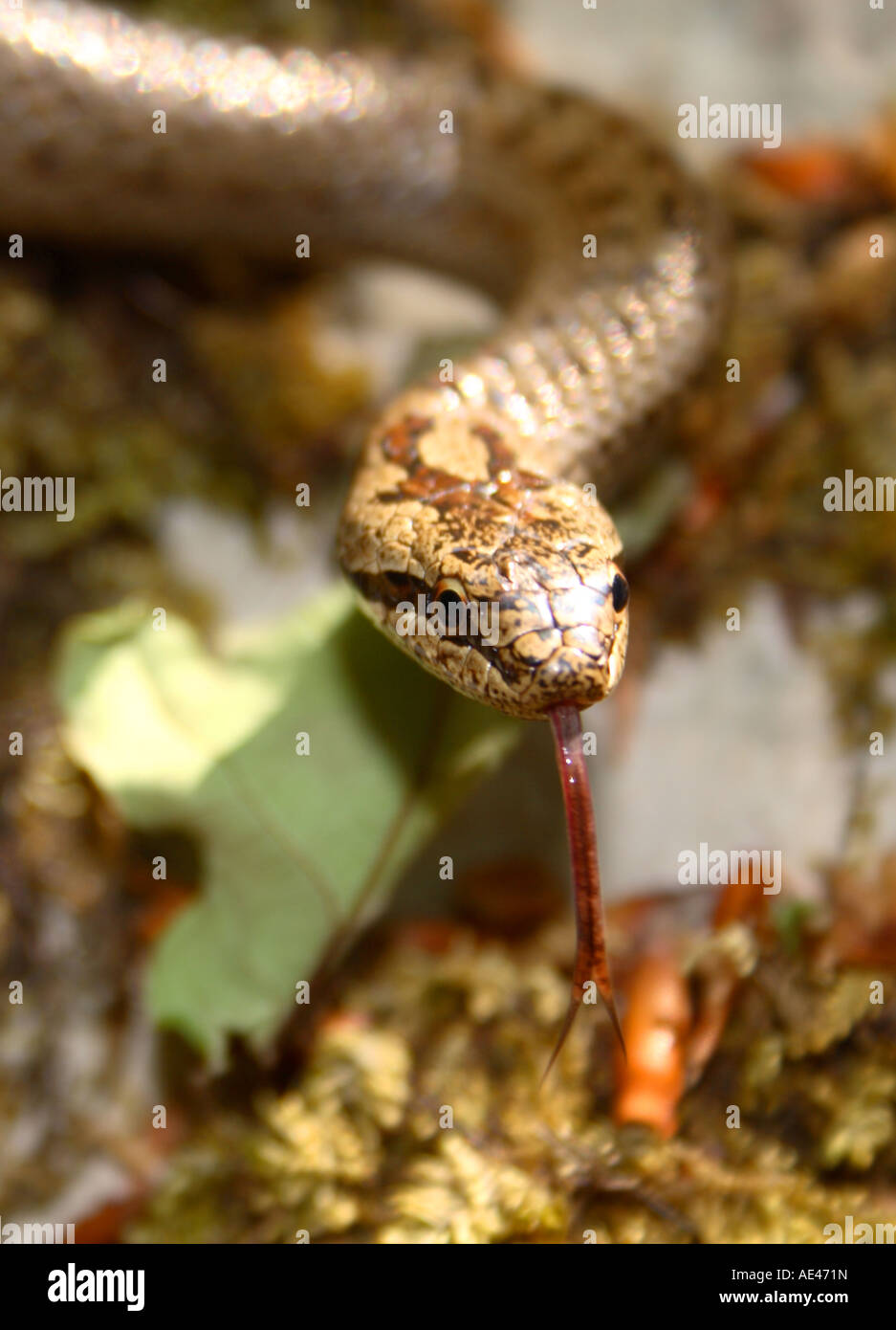 Smooth snake ispezionando l'aria con la sua linguetta in Kocevska nel nord montagne Dinariche, Slovenia. Foto Stock