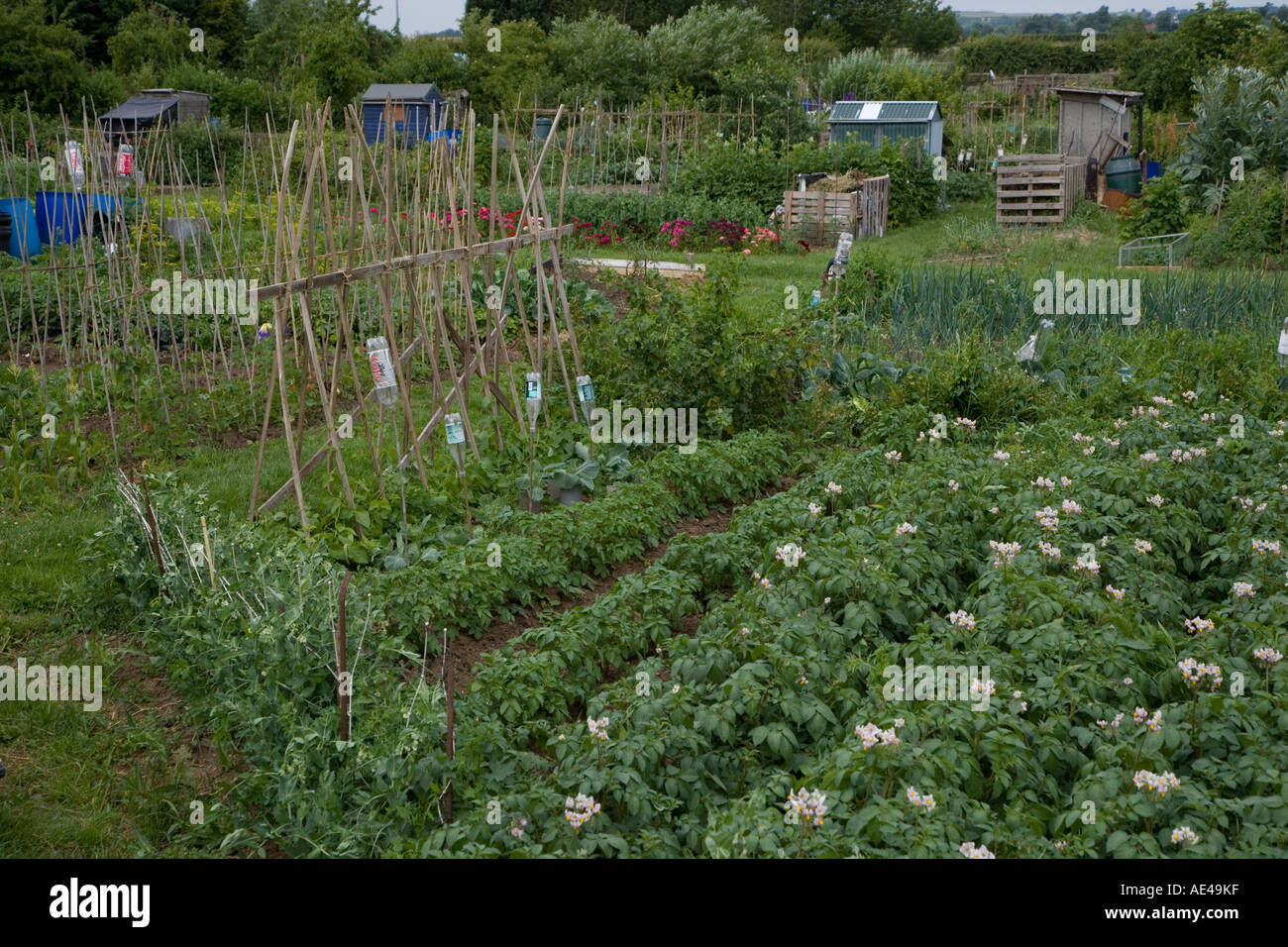 Assegnazioni di giardino Buckinghamshire UK Giugno Foto Stock