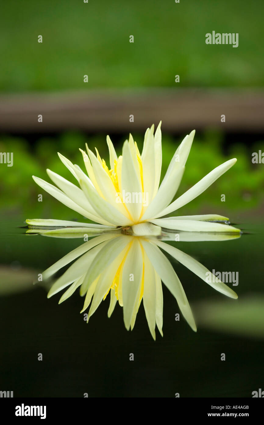 Acqua Giglio Fiore. Foto Stock Acqua Giglio Fiore. Foto Stock