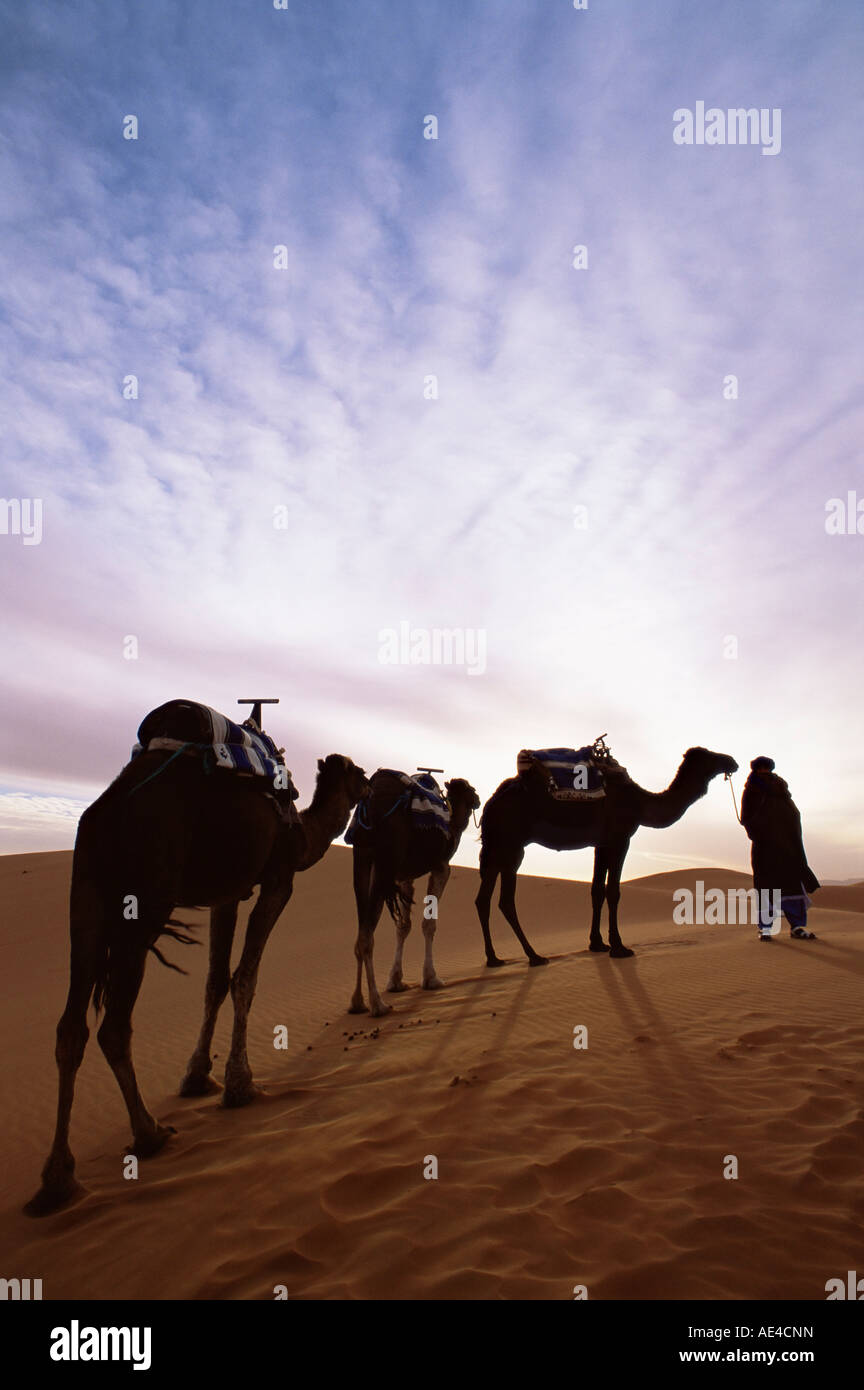 Berber camel leader con tre cammelli in Erg Chebbi mare di sabbia, il Deserto del Sahara, vicino a Merzouga, Marocco, Africa Settentrionale, Africa Foto Stock