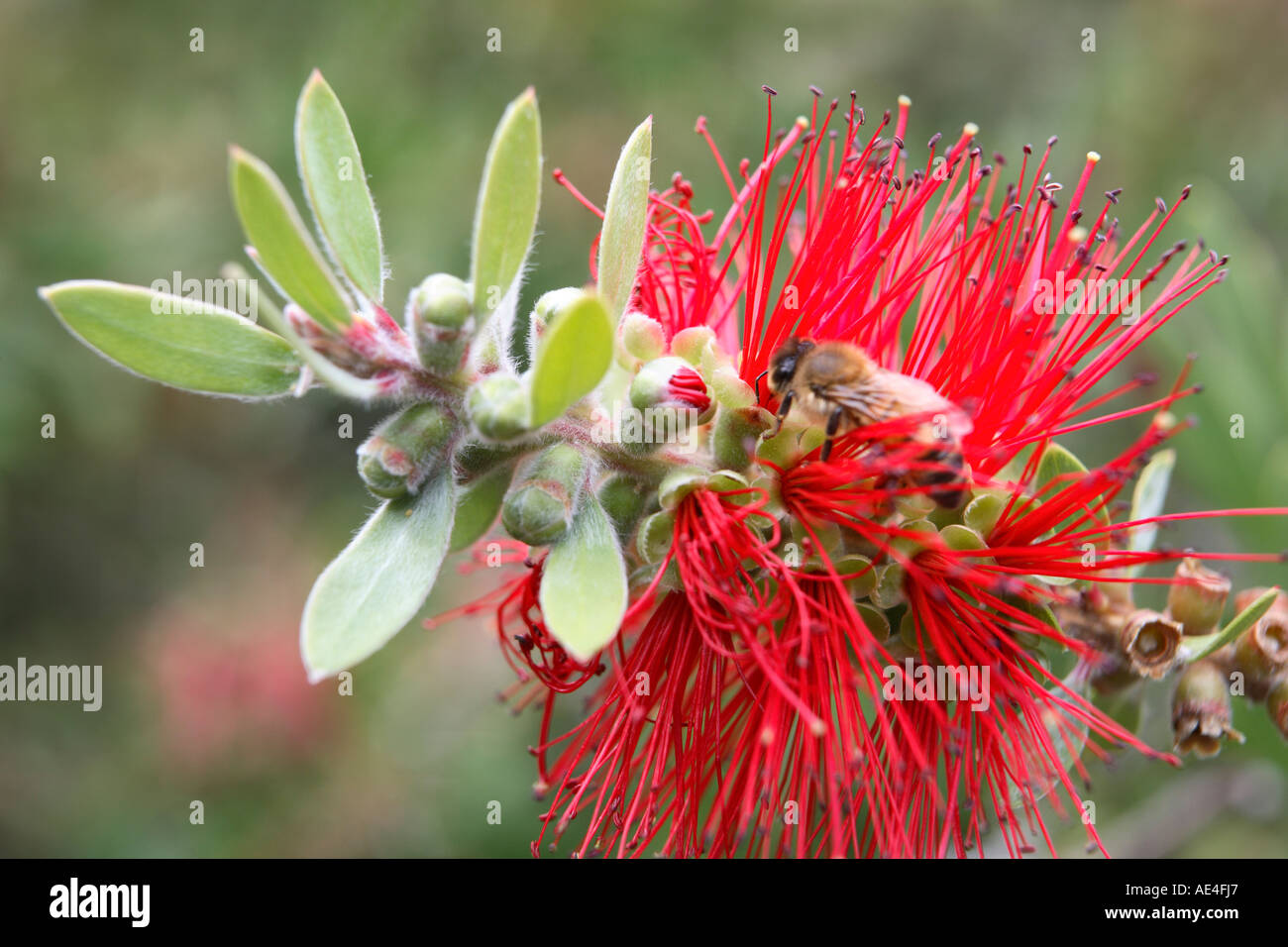 Rosso bottiglia spazzola Callistemon Citrinus branch, Australian Capital Territory, Australia Foto Stock