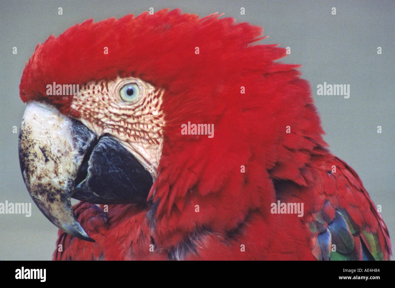 Rosso o Scarlet Macaw Head-Ara macao- famiglia Psittacidae Foto Stock