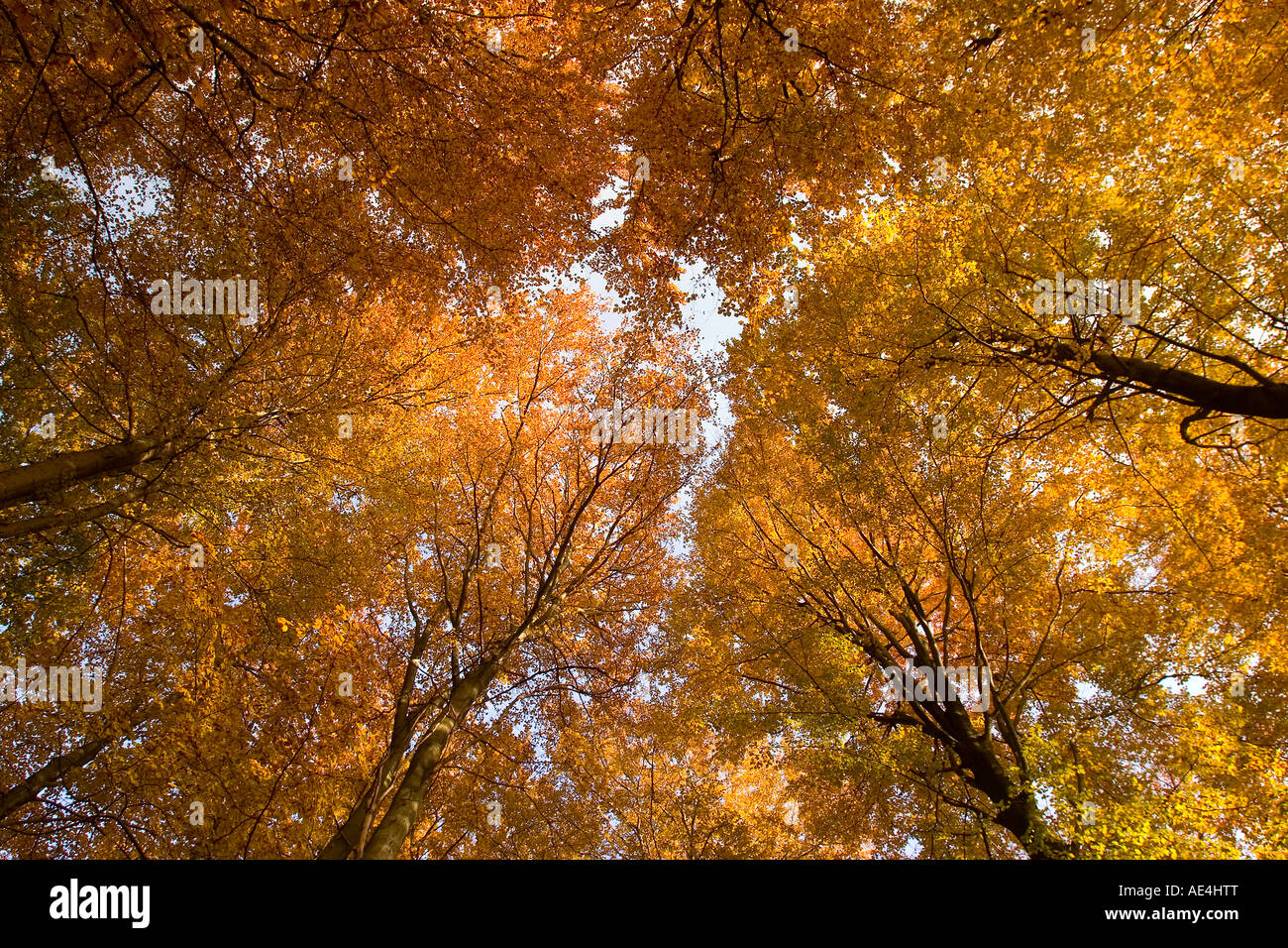 Faggeta in autunno, Senne, Nordrhein Westfalen, Germania, Europa Foto Stock