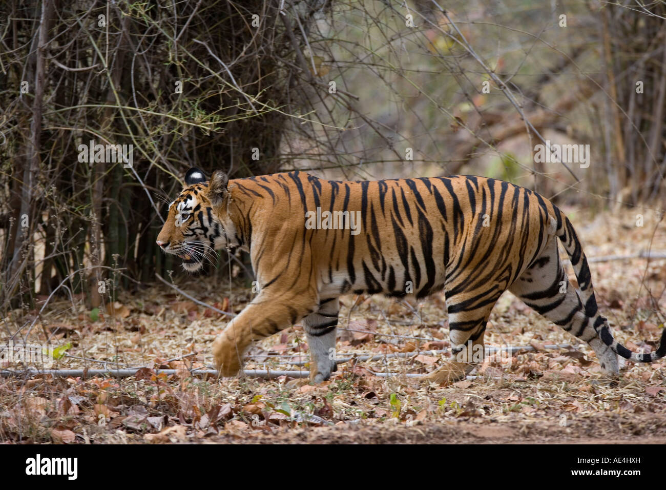 Femmina tigre indiana (tigre del Bengala) (Panthera tigris tigris), Bandhavgarh National Park, Madhya Pradesh, India, Asia Foto Stock