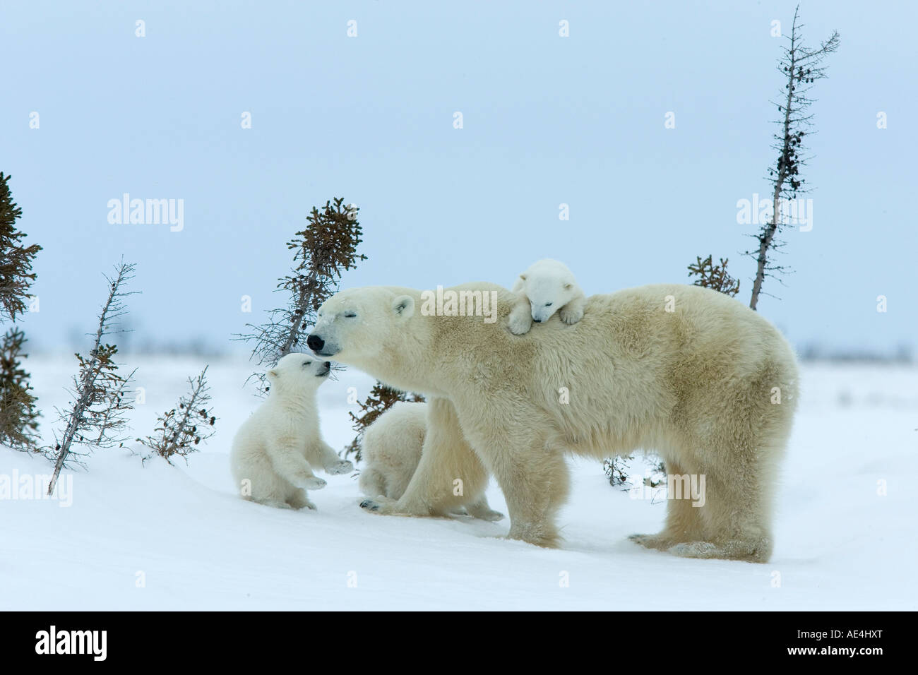 Orso polare (Ursus maritimus) madre con triplette, Wapusk National Park, Churchill, la Baia di Hudson, Manitoba, Canada, America del Nord Foto Stock