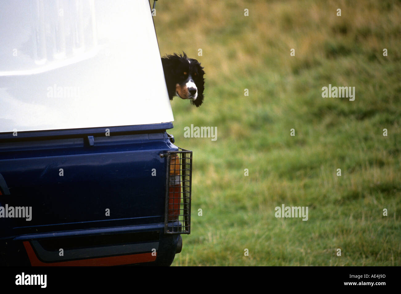 Gioco cane guardando fuori di 4 X 4 FINESTRA SUL MODO PER SPARARE IN SCOZIA Foto Stock