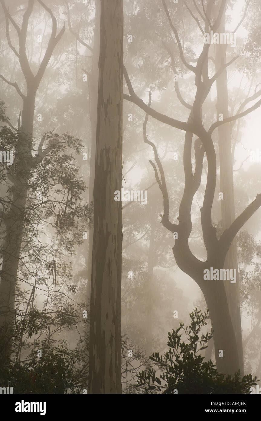 Cenere di montagna la foresta e la nebbia di mattina, Mount Macedon, Victoria, Australia Pacific Foto Stock