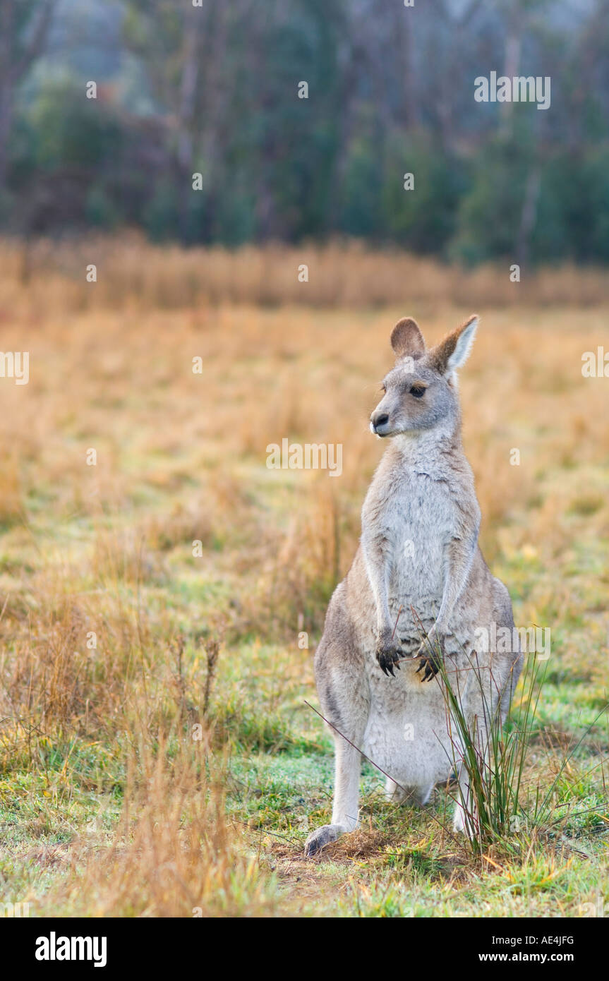 Grigio orientale canguro, Kosciuszko National Park, New South Wales, Australia Pacific Foto Stock