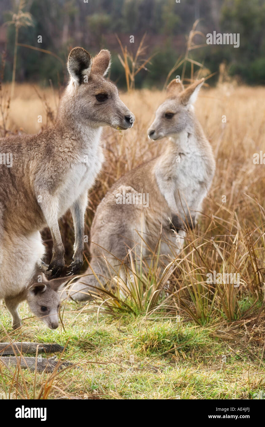 Grigio orientale canguri, Kosciuszko National Park, New South Wales, Australia Pacific Foto Stock