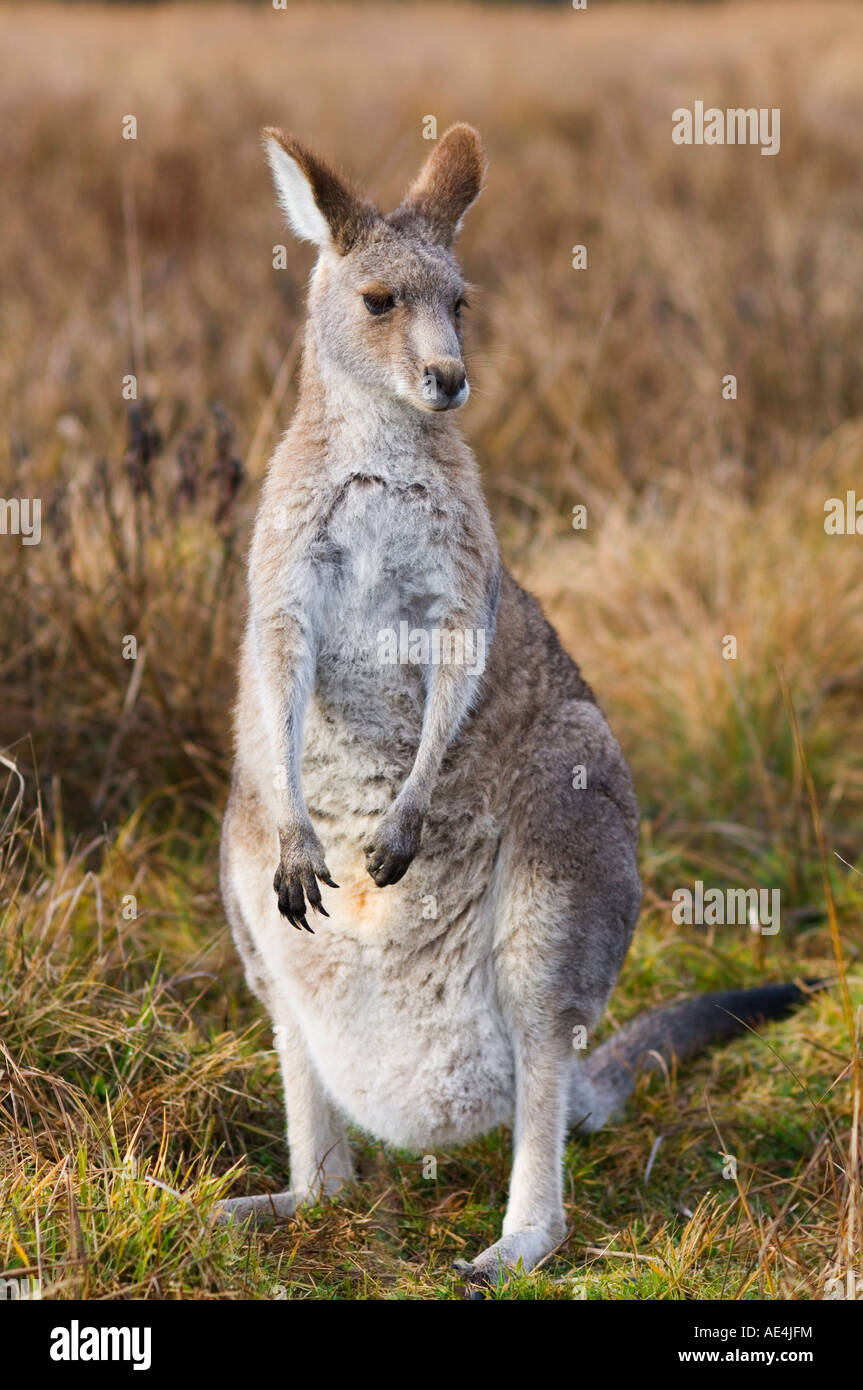 Grigio orientale canguro, Kosciuszko National Park, New South Wales, Australia Pacific Foto Stock