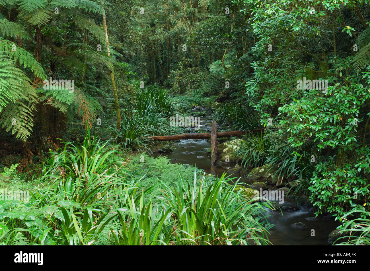 Brindle Creek, intervalli di confine del Parco Nazionale, Nuovo Galles del Sud, Australia Pacific Foto Stock