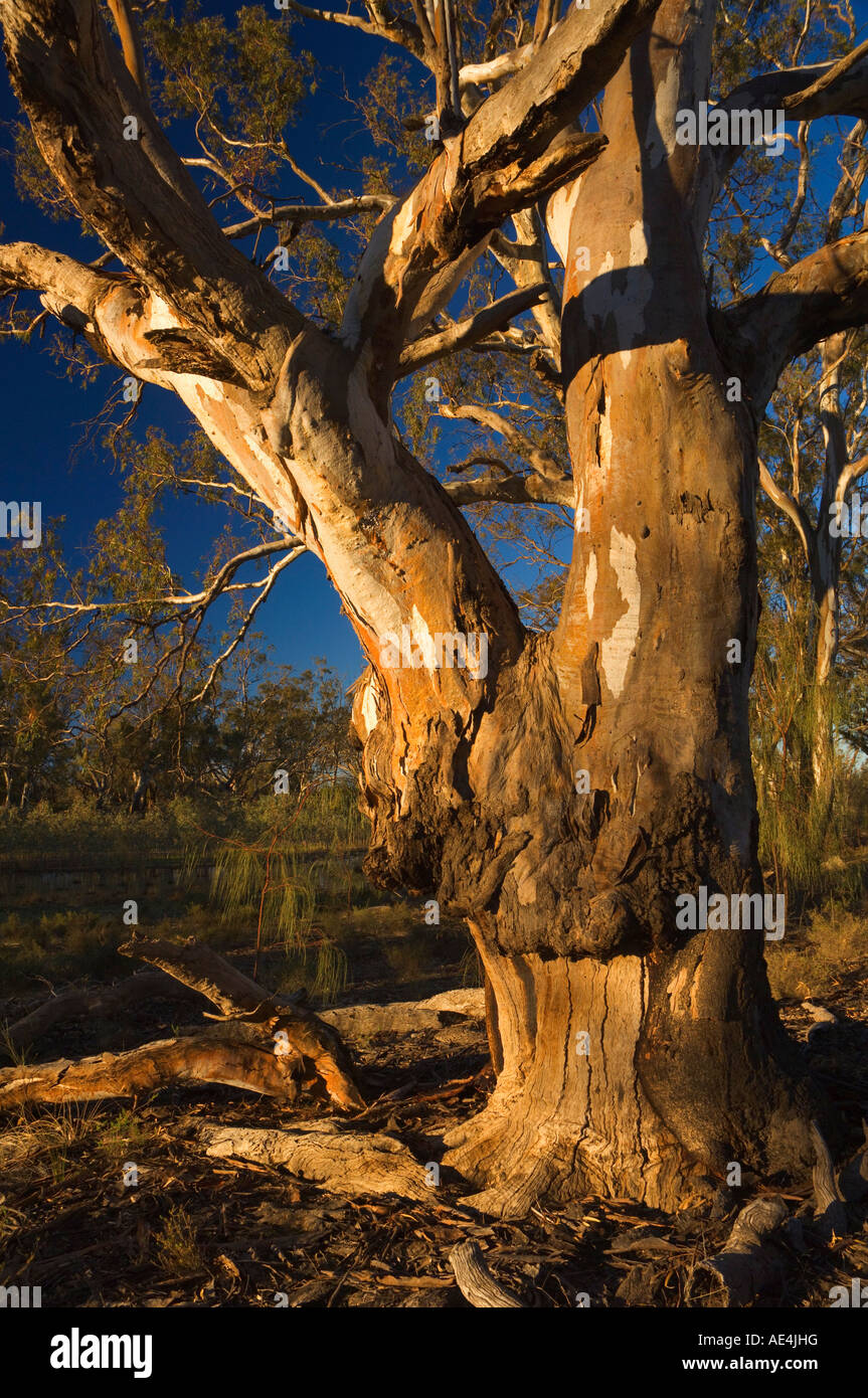 Fiume red gum tree, Hattah-Kulkyne National Park, Victoria, Australia Pacific Foto Stock