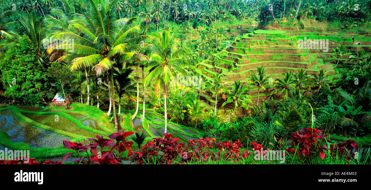 Indonesia Bali nei pressi di Ubud e campi di riso terrazzati Foto Stock