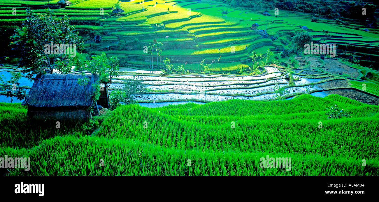Indonesia Bali campi di riso terrazzati Foto Stock