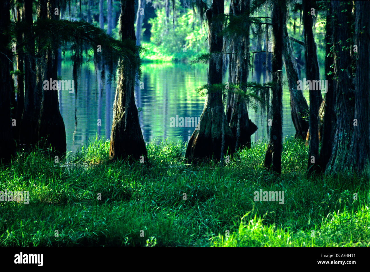 Cipressi fringe palude nel nord della Florida. Foto Stock