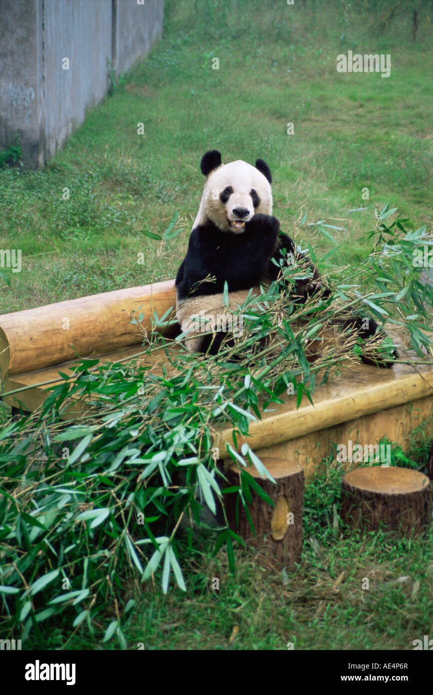 Panda nella città di Chongquing Zoo, Chongquing Città, Chongquing, Cina e Asia Foto Stock