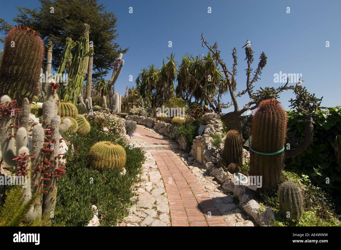 Al giardino botanico (Jardin Exotique), Eze village, Alpes Maritimes, Provenza, Cote d'Azur, in Francia, in Europa Foto Stock