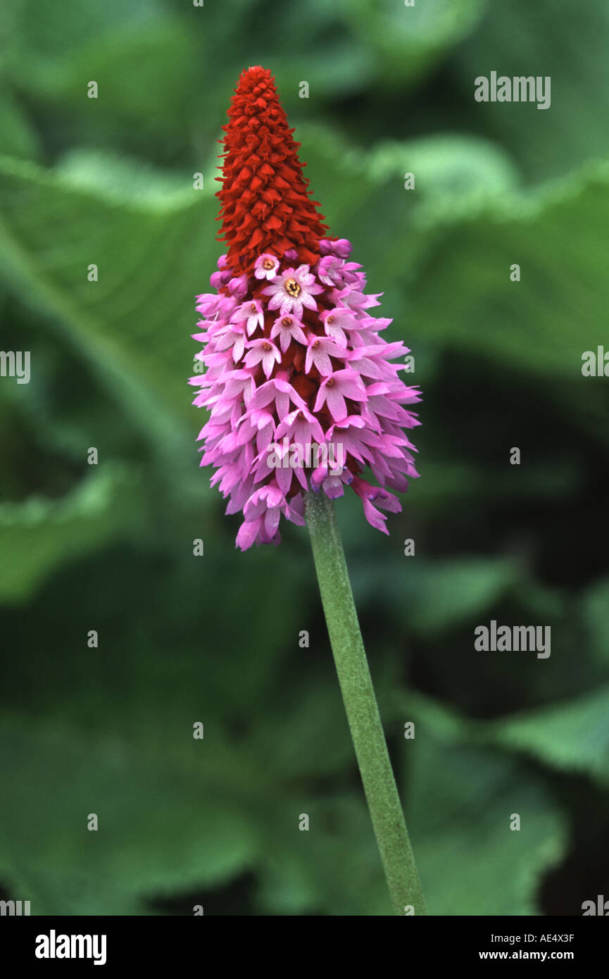 Primula vialli Foto Stock