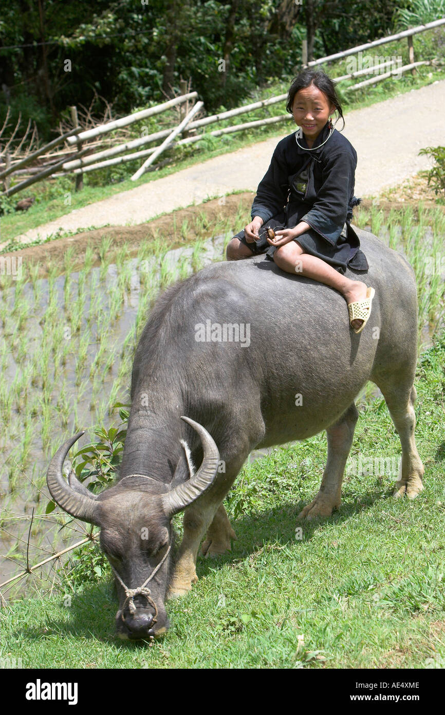 Nero Ragazza Hmong in buffalo vicino a Cat Cat villaggio vicino a Sapa Vietnam del nord Foto Stock