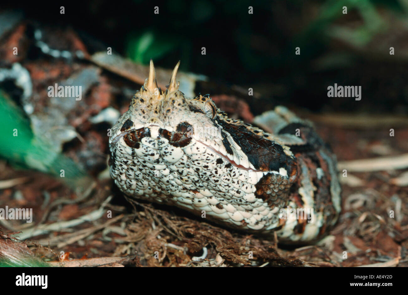 Rhinoceros viper - serpente velenoso / Bitis nasicornis Foto Stock