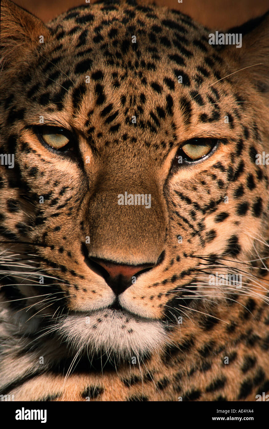 Leopardo del Nord Persiano (Panthera pardus saxicolor), ritratto Foto Stock