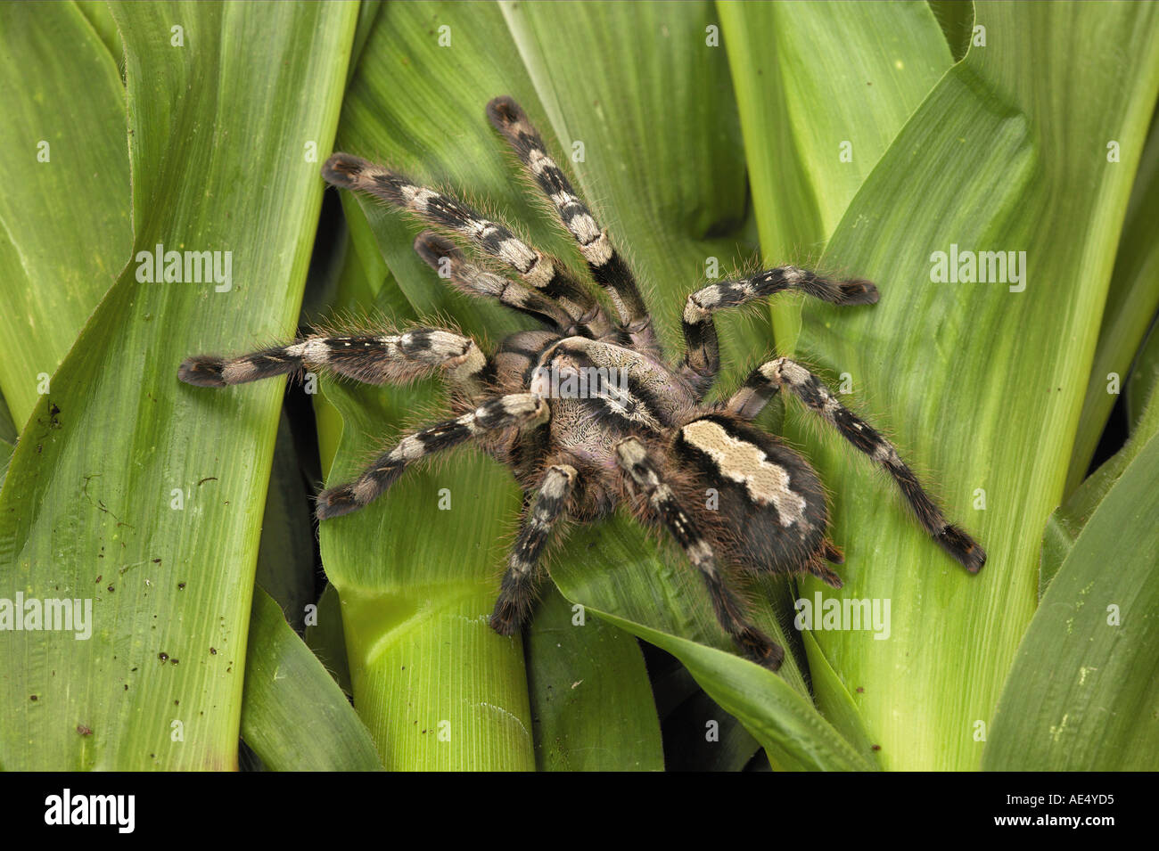 Magam Tiger Spider (Poeciloteria vittata). Adulto sulle foglie. Sri Lanka Foto Stock