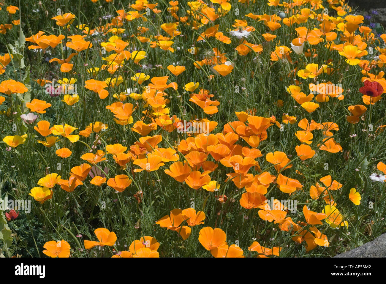 Papavero californiano, ESCHSCHOLZIA CALIFORNICA piantato vicino insieme Foto Stock
