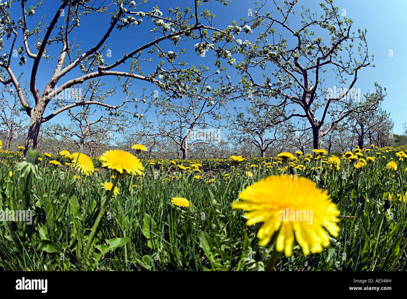 Campo di primavera di tarassaco in apple Orchard Foto Stock