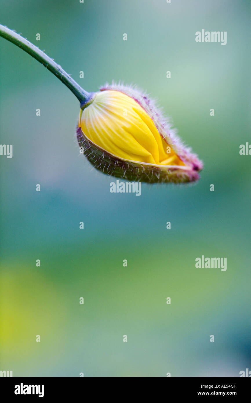 Meconopsis cambrica. Welsh Poppy germoglio di fiore ritratto di apertura Foto Stock